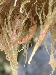Caprella