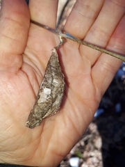 Callosamia promethea