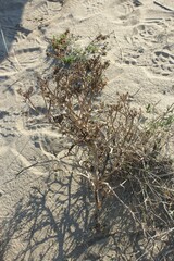 Echinophora spinosa