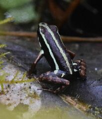 Epipedobates anthonyi