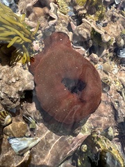 Actinia equina