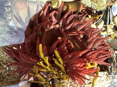 Actinia equina