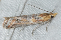 Ancylosis cinnamomella