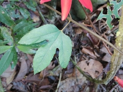 Passiflora vitifolia