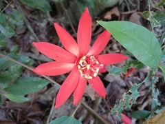Passiflora vitifolia
