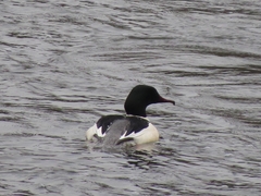 Mergus merganser merganser
