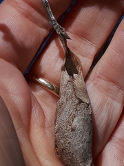 Callosamia promethea