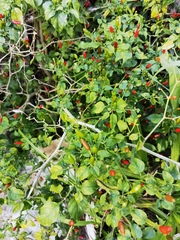 Capsicum frutescens