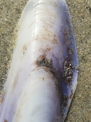 Modiolinae