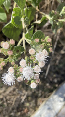 Ageratina petiolaris