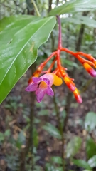 Palicourea longiflora
