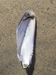 Modiolinae
