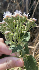 Ageratina petiolaris