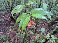 Palicourea longiflora