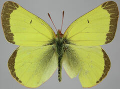 Colias skinneri