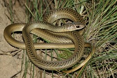 Psammophis mossambicus