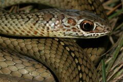 Psammophis mossambicus