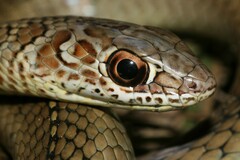 Psammophis mossambicus