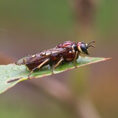 Symphyta