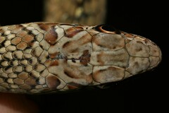 Psammophis mossambicus