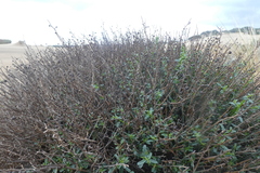 Scrophularia ramosissima