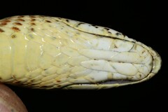 Psammophis mossambicus