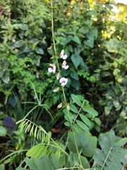 Neustanthus phaseoloides