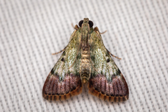 Epipaschia superatalis