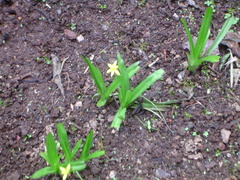 Hypoxis decumbens