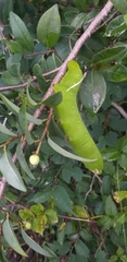 Cocytius antaeus