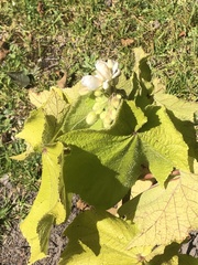 Sparrmannia africana