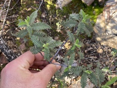 Chamaebatia australis