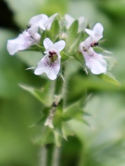 Stachys ocymastrum