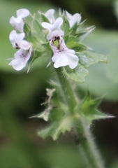 Stachys ocymastrum