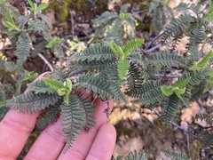 Chamaebatia australis