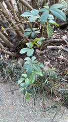 Causonis japonica
