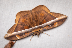 Hemeroblemma opigena