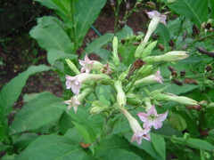 Nicotiana tabacum
