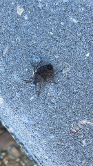 Brochymena quadripustulata