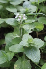 Stachys ocymastrum