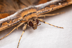 Hemeroblemma opigena