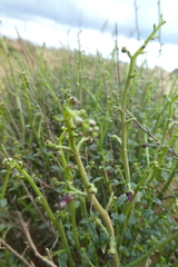Scrophularia ramosissima