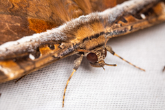 Hemeroblemma opigena