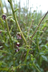 Scrophularia ramosissima