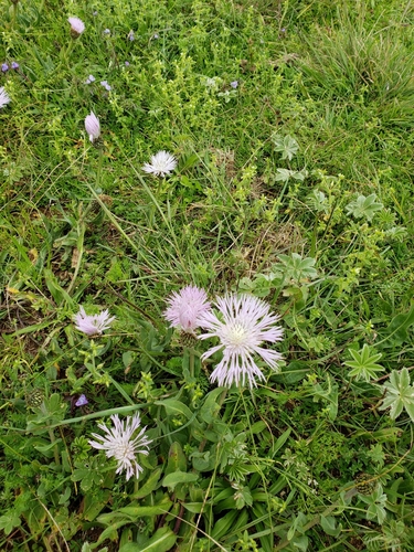 Plectocephalus varians