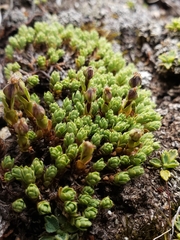 Drapetes muscosus
