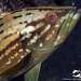 Gold Blotch Grouper - Photo (c) whodden, some rights reserved (CC BY-NC), uploaded by whodden