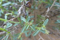 Scrophularia ramosissima