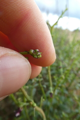 Scrophularia ramosissima