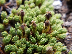 Drapetes muscosus
